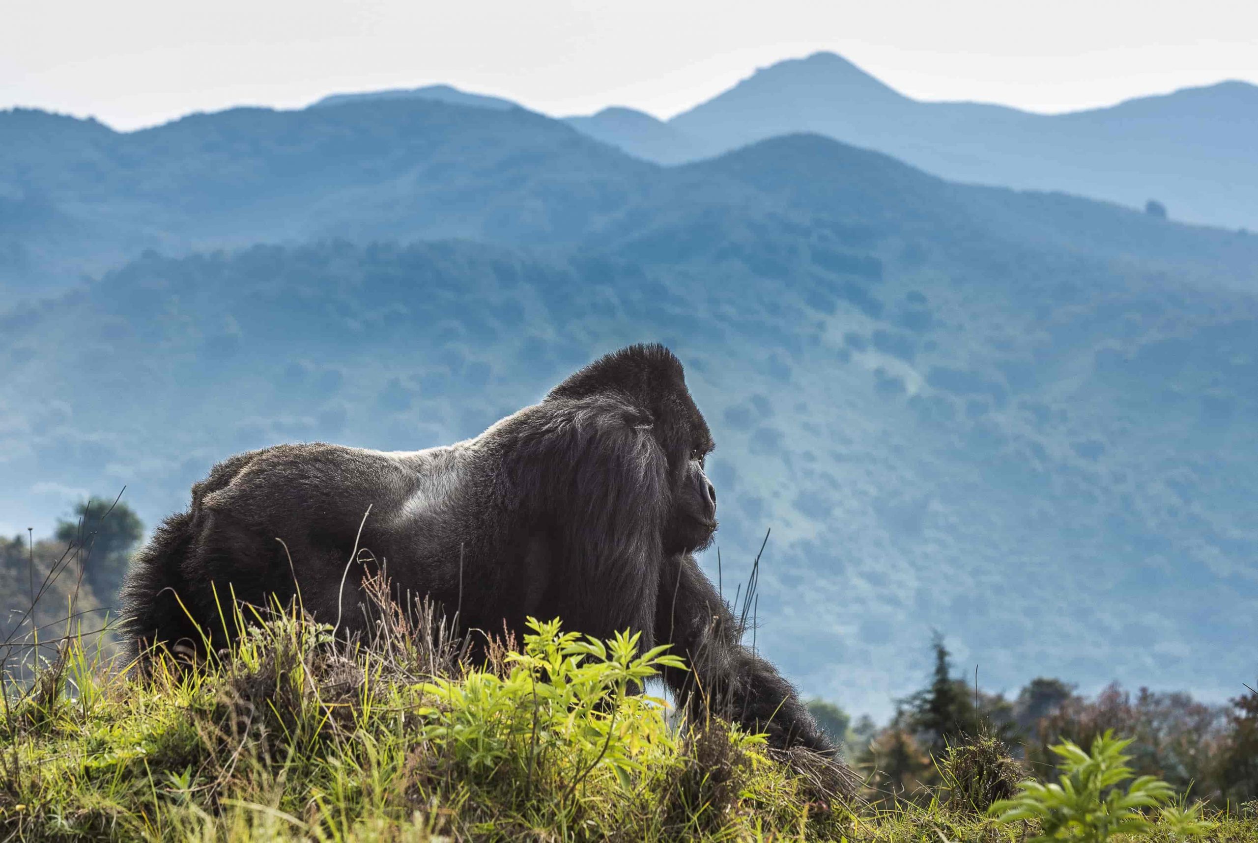 3 DAYS OF RWANDA GORILLA SAFARI